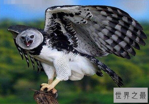 【图】世界上最强大的鸟，恐惧鸟(明明就是一头恐龙