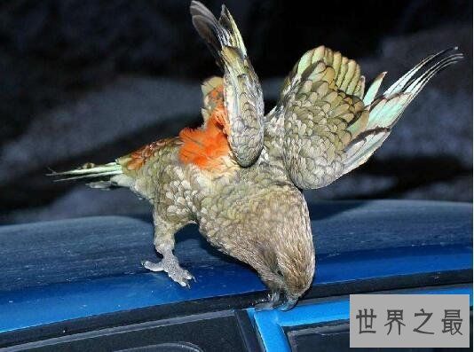 【图】世界上最强大的鸟，恐惧鸟(明明就是一头恐龙