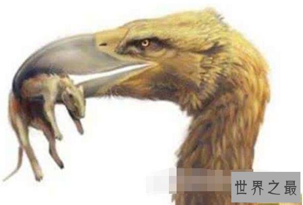 【图】世界上最强大的鸟，恐惧鸟(明明就是一头恐龙