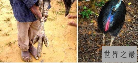 【图】世界上最强大的鸟，恐惧鸟(明明就是一头恐龙