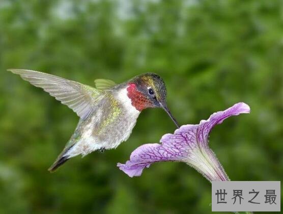 【图】世界上最强大的鸟，恐惧鸟(明明就是一头恐龙