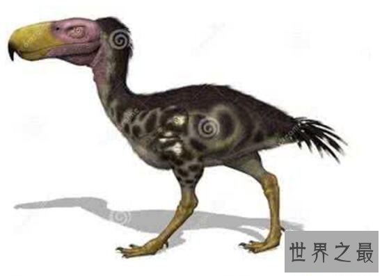 【图】世界上最强大的鸟，恐惧鸟(明明就是一头恐龙