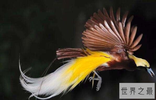 【图】世界上最强大的鸟，恐惧鸟(明明就是一头恐龙