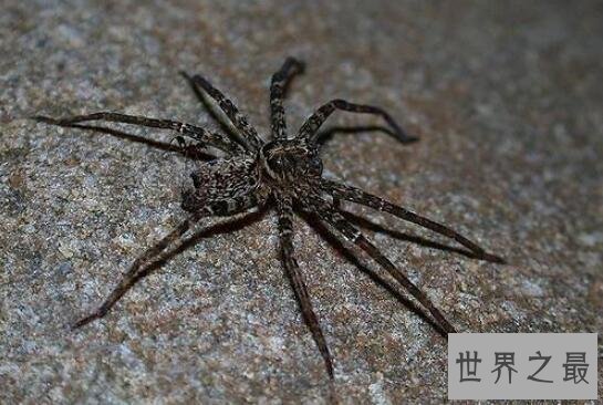 【图】室内最大的蜘蛛，白额高脚蛛是蟑螂的天敌