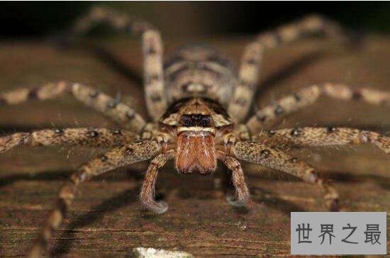 【图】室内最大的蜘蛛，白额高脚蛛是蟑螂的天敌