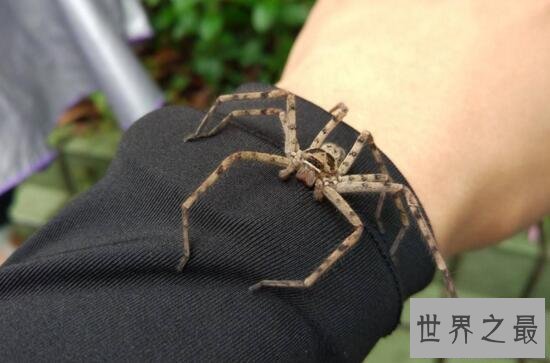 【图】室内最大的蜘蛛，白额高脚蛛是蟑螂的天敌