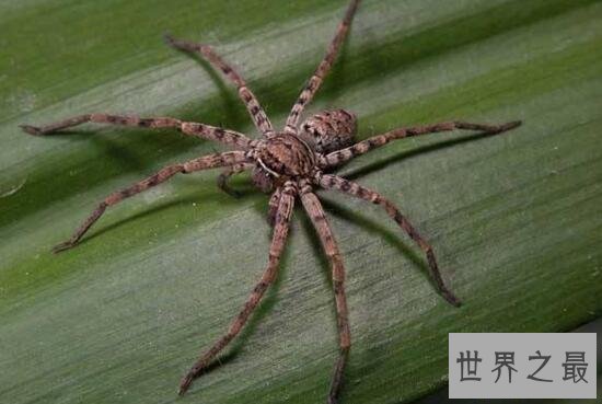 【图】室内最大的蜘蛛，白额高脚蛛是蟑螂的天敌