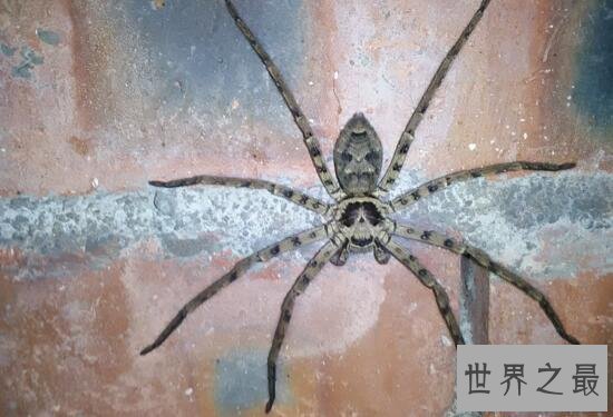 【图】室内最大的蜘蛛，白额高脚蛛是蟑螂的天敌
