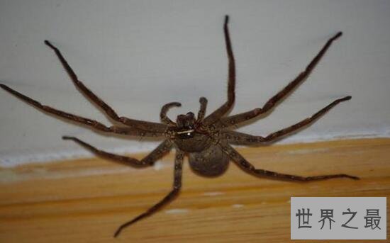 【图】室内最大的蜘蛛，白额高脚蛛是蟑螂的天敌