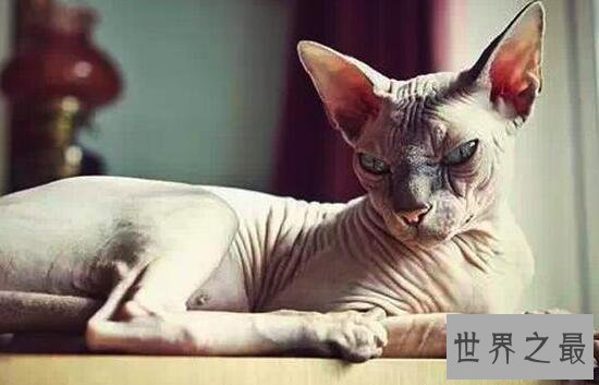 【图】世界上最丑的猫，斯芬克斯猫全身无毛却极受欢