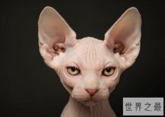 【图】世界上最丑的猫，斯芬克斯猫全身无毛却极受欢
