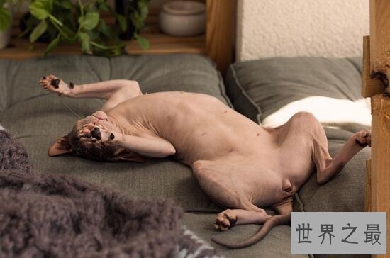 【图】世界上最丑的猫，斯芬克斯猫全身无毛却极受欢