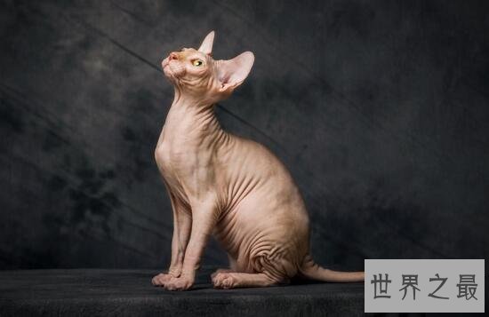 【图】世界上最丑的猫，斯芬克斯猫全身无毛却极受欢