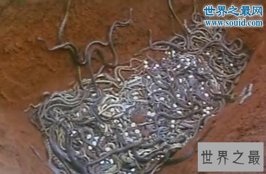 【图】十部关于蛇的电影，最恐惧蟒蛇的电影大全