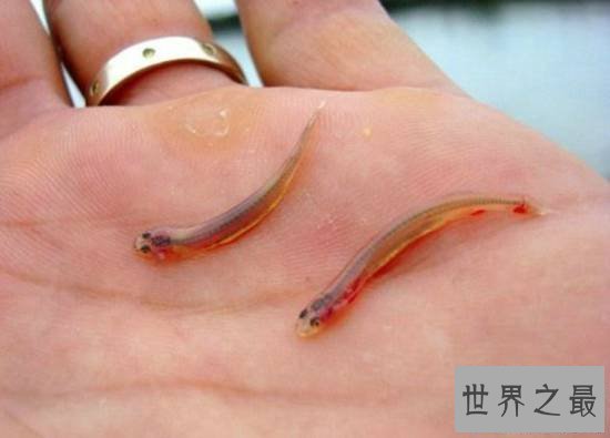 【图】动物界十大最变态的杀手，交配中吃掉另一半