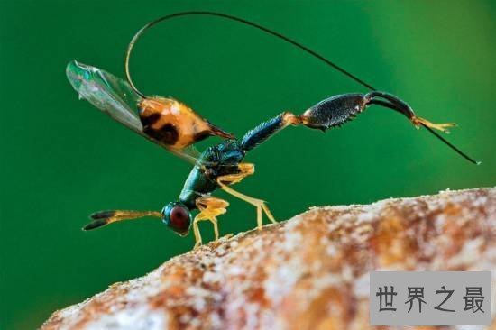 【图】动物界十大最变态的杀手，交配中吃掉另一半