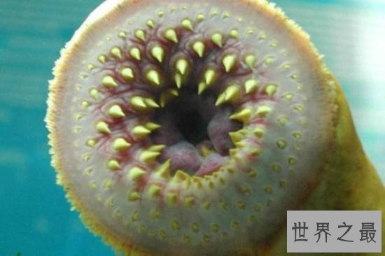 【图】动物界十大最变态的杀手，交配中吃掉另一半