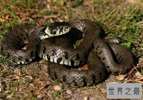 【图】动物界十大最变态的杀手，交配中吃掉另一半