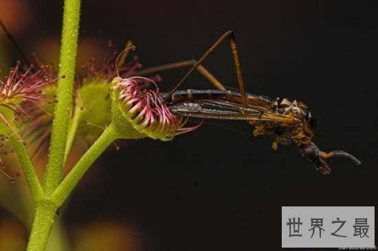 【图】动物界十大最变态的杀手，交配中吃掉另一半