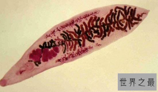 【图】动物界十大最变态的杀手，交配中吃掉另一半