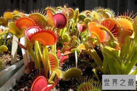 【图】动物界十大最变态的杀手，交配中吃掉另一半