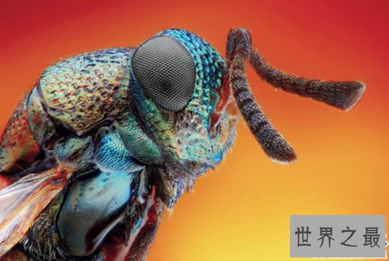 【图】动物界十大最变态的杀手，交配中吃掉另一半