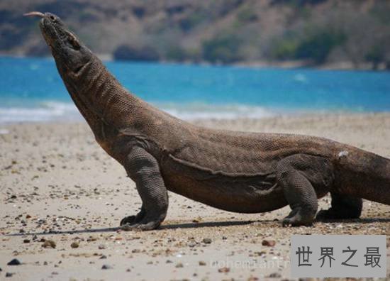 【图】动物界十大最变态的杀手，交配中吃掉另一半