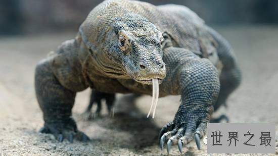 【图】动物界十大最变态的杀手，交配中吃掉另一半