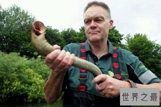 【图】动物界十大最变态的杀手，交配中吃掉另一半