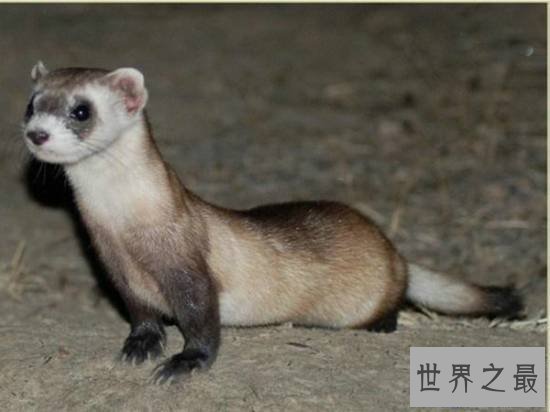 【图】动物界十大最变态的杀手，交配中吃掉另一半