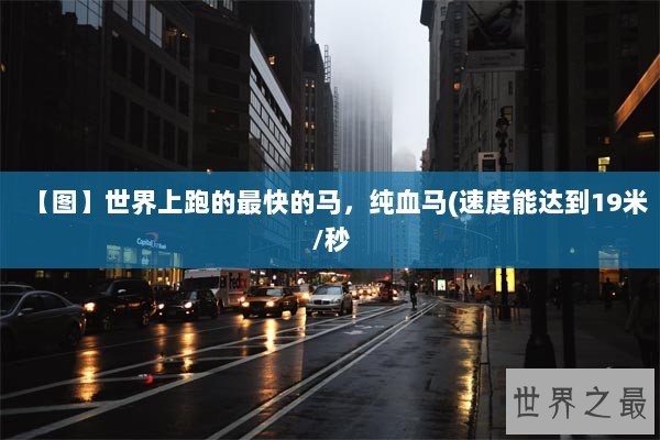 【图】世界上跑的最快的马，纯血马(速度能达到19米/秒