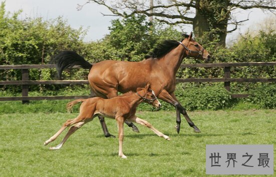 【图】世界上跑的最快的马，纯血马(速度能达到19米/秒