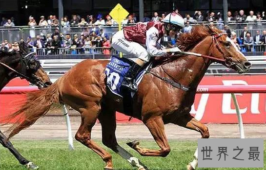 【图】世界上跑的最快的马，纯血马(速度能达到19米/秒