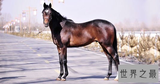 【图】世界上跑的最快的马，纯血马(速度能达到19米/秒