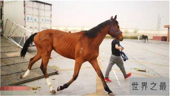 【图】世界上跑的最快的马，纯血马(速度能达到19米/秒