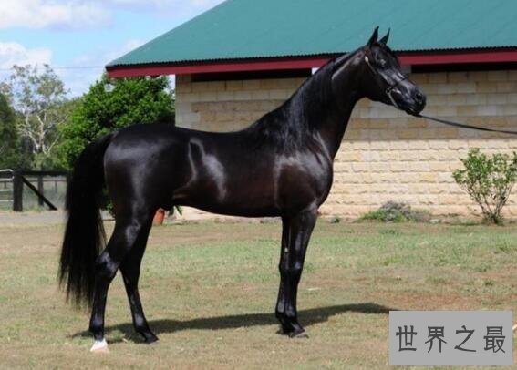 【图】世界上跑的最快的马，纯血马(速度能达到19米/秒