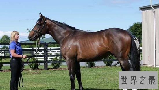 【图】世界上跑的最快的马，纯血马(速度能达到19米/秒