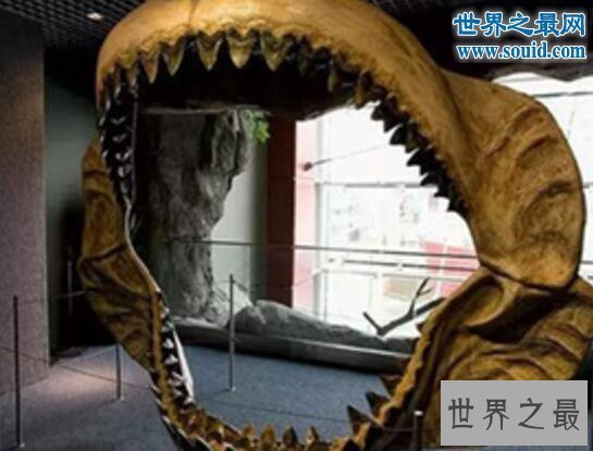 【图】史前最大的鲨鱼，体长21米的巨牙鲨(以鲸鱼为食
