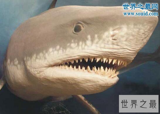 【图】史前最大的鲨鱼，体长21米的巨牙鲨(以鲸鱼为食