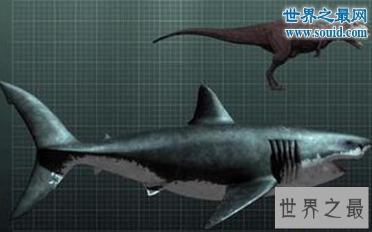 【图】史前最大的鲨鱼，体长21米的巨牙鲨(以鲸鱼为食