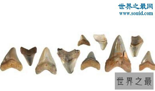 【图】史前最大的鲨鱼，体长21米的巨牙鲨(以鲸鱼为食