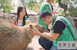 【图】世界上最大的啮齿动物，水豚(140斤比人还高)