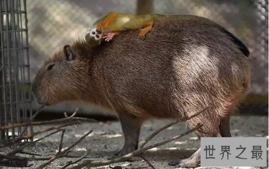 【图】世界上最大的啮齿动物，水豚(140斤比人还高)
