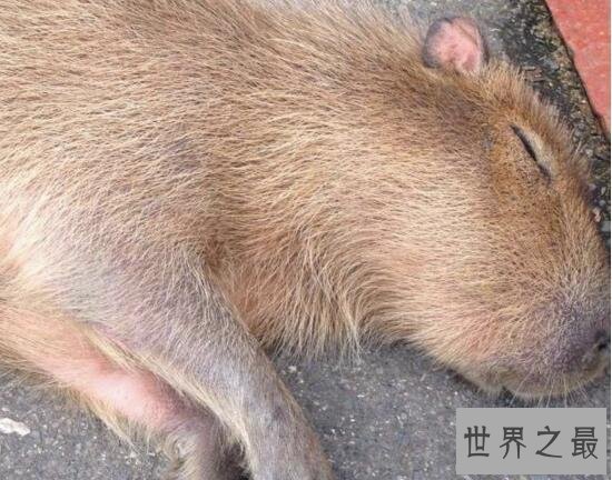 【图】世界上最大的啮齿动物，水豚(140斤比人还高)