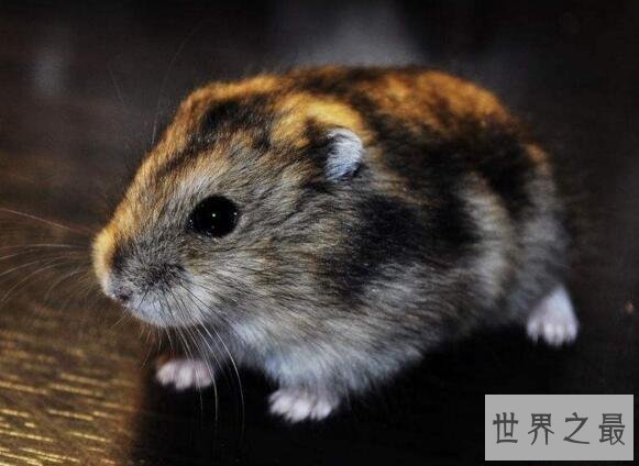 【图】世界上最便宜的仓鼠，三线仓鼠(只需5块钱一只