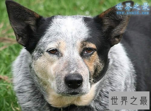 【图】世界上寿命最长的动物，蛤蜊至少507年(已知的