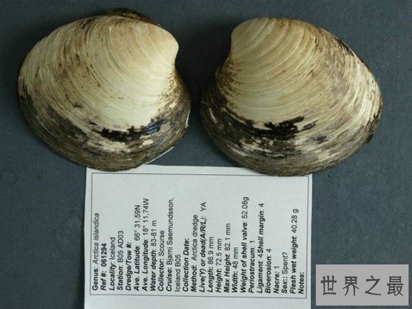 【图】世界上寿命最长的动物，蛤蜊至少507年(已知的