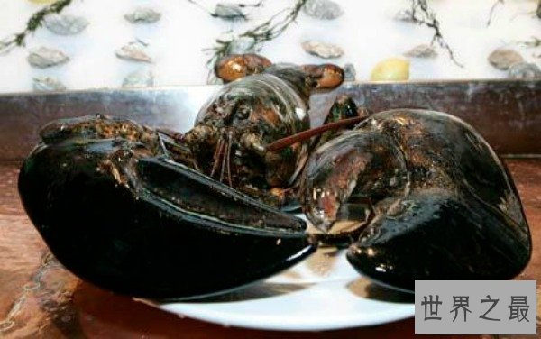 【图】世界上寿命最长的动物，蛤蜊至少507年(已知的