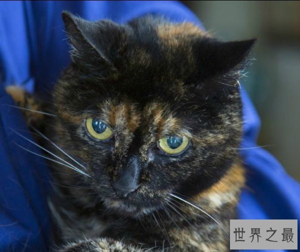 【图】世界上寿命最长的动物，蛤蜊至少507年(已知的