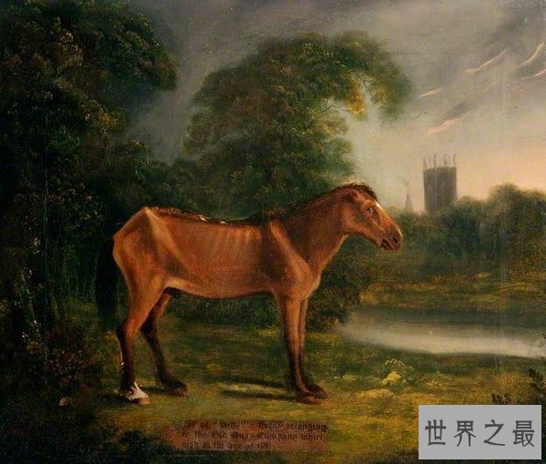 【图】世界上寿命最长的动物，蛤蜊至少507年(已知的